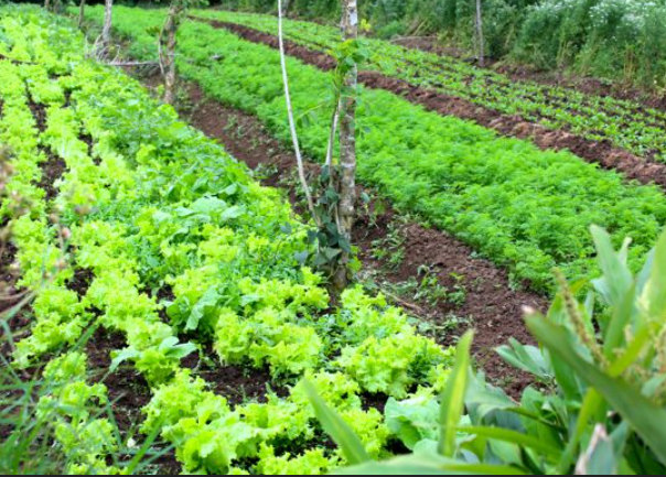 stacked microfarm trays